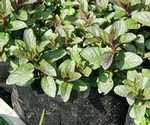 MENTA PIPERITA MENTA PIPERITA